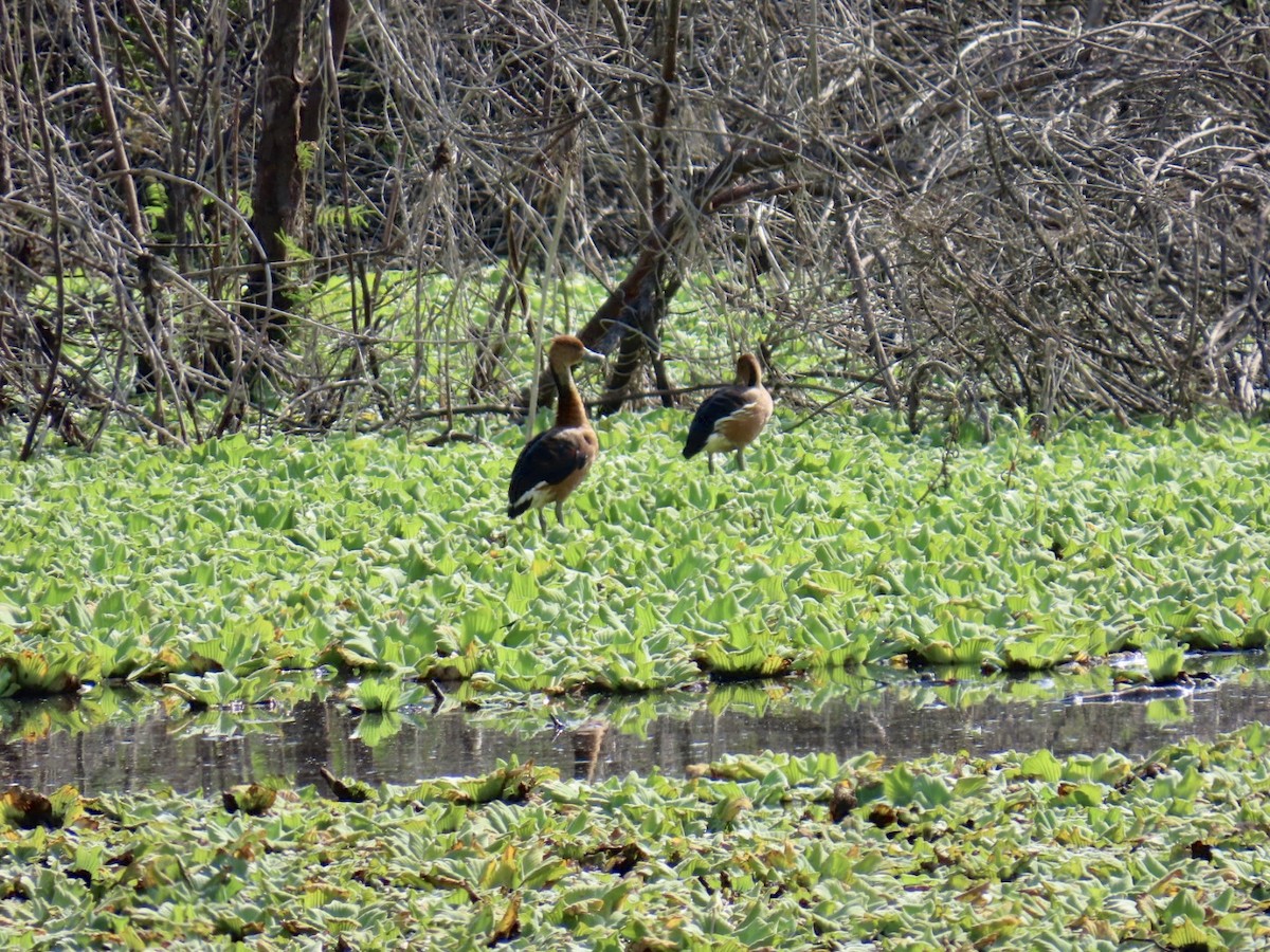 Fulvous Whistling-Duck - ML646464803