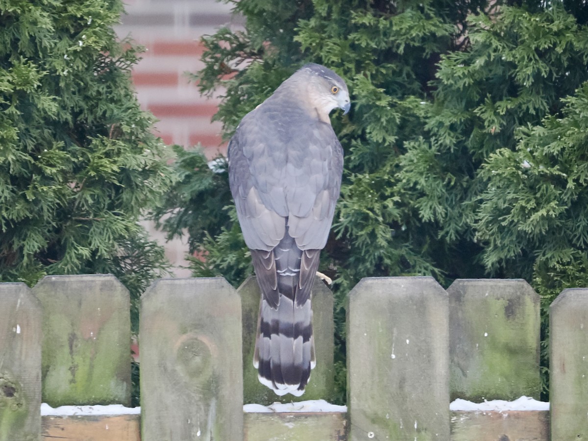 Cooper's Hawk - ML646464804