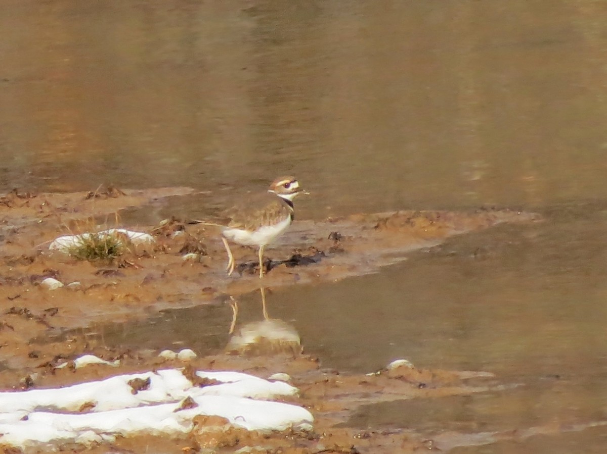 Killdeer - ML646464808