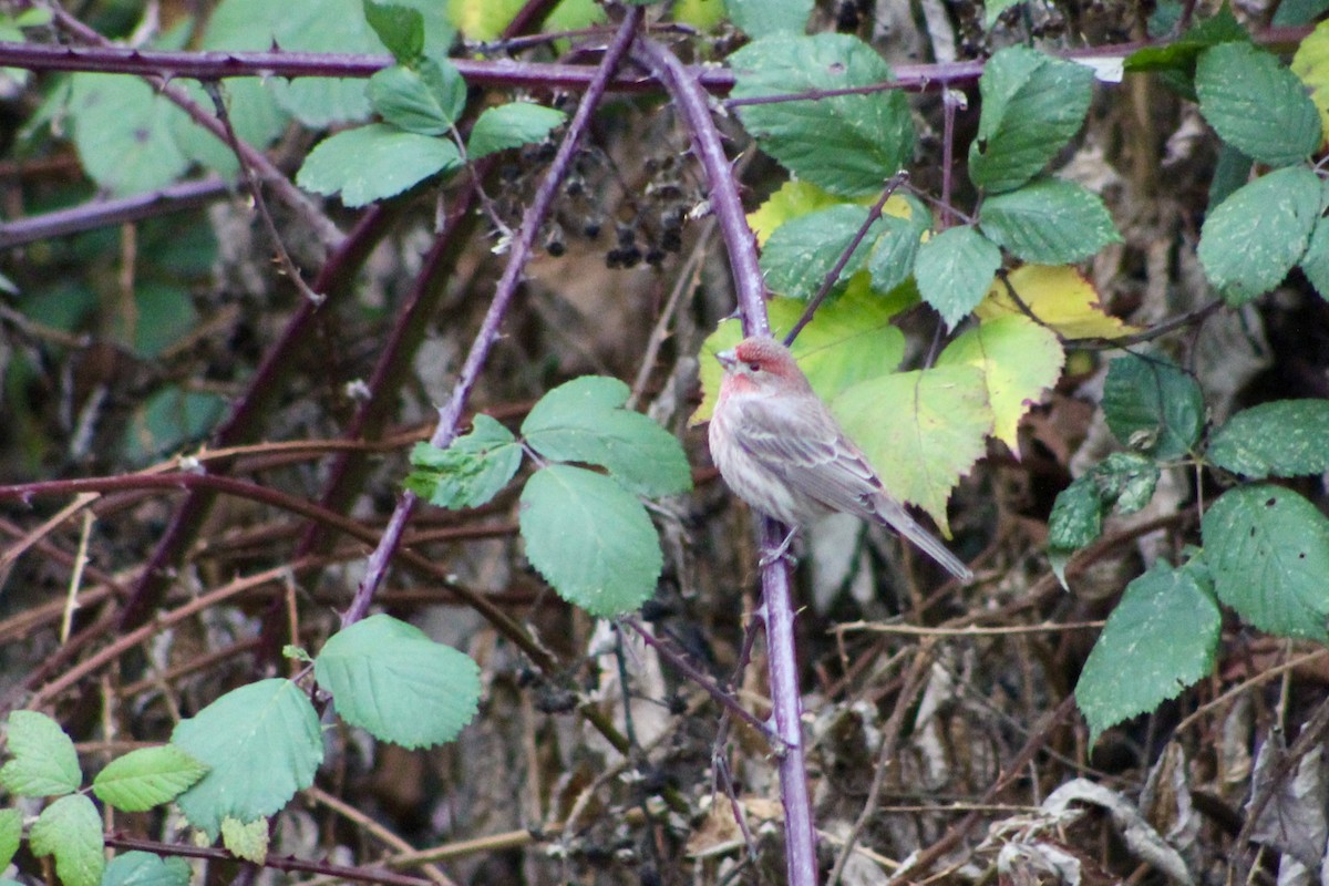 House Finch - ML646464809