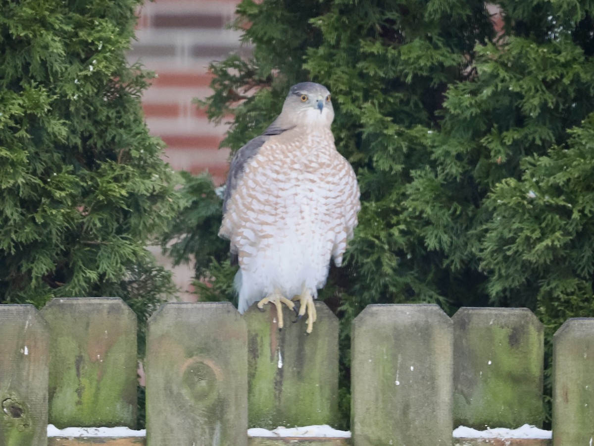Cooper's Hawk - ML646464813