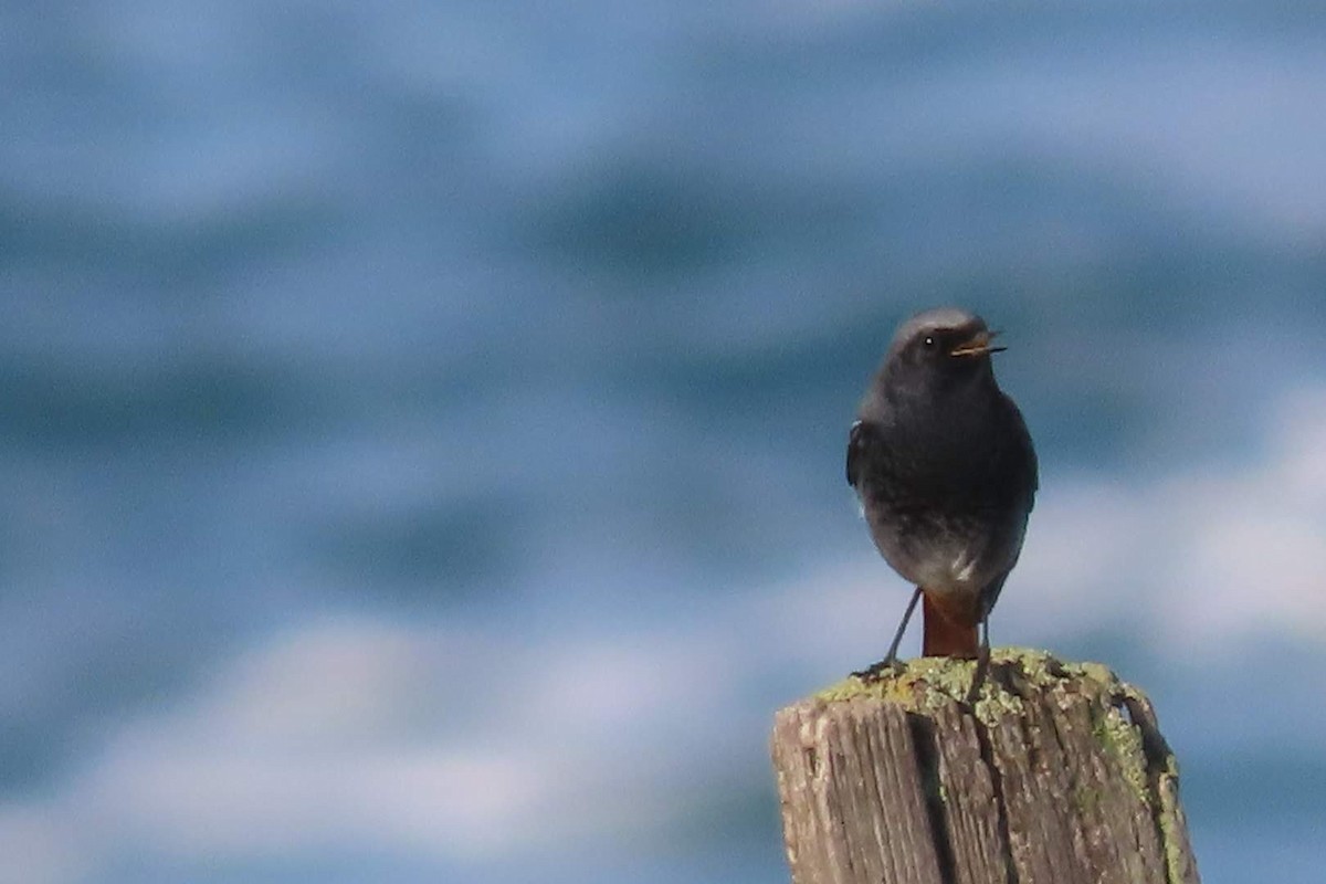 Black Redstart - ML646464816