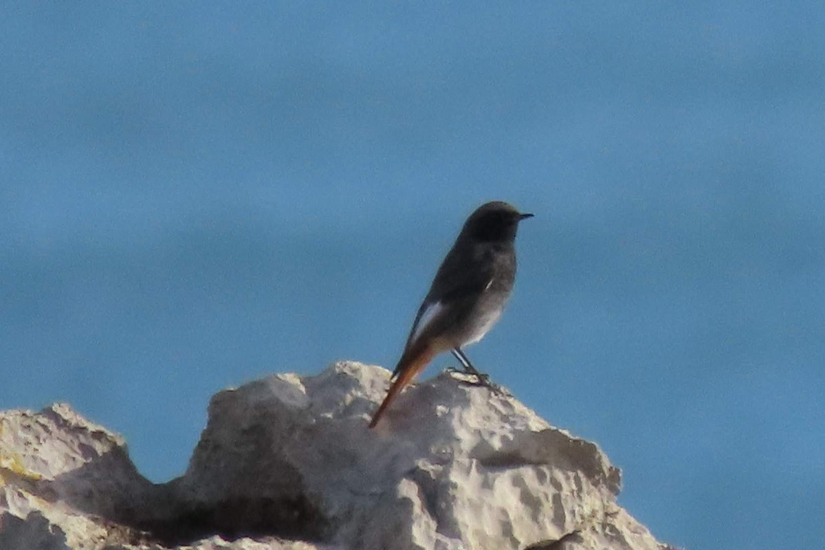 Black Redstart - ML646464817