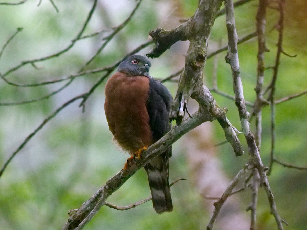 tannglente - ML646464819