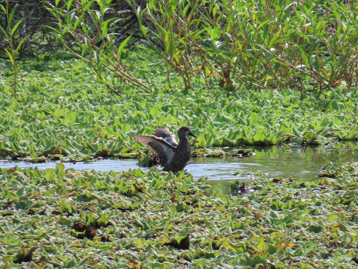 Blue-winged Teal - ML646464820