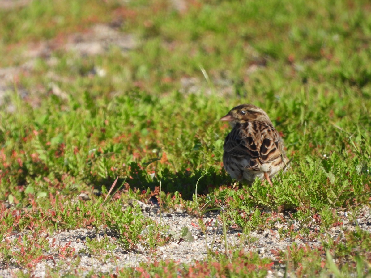 Savannah Sparrow - ML646464821