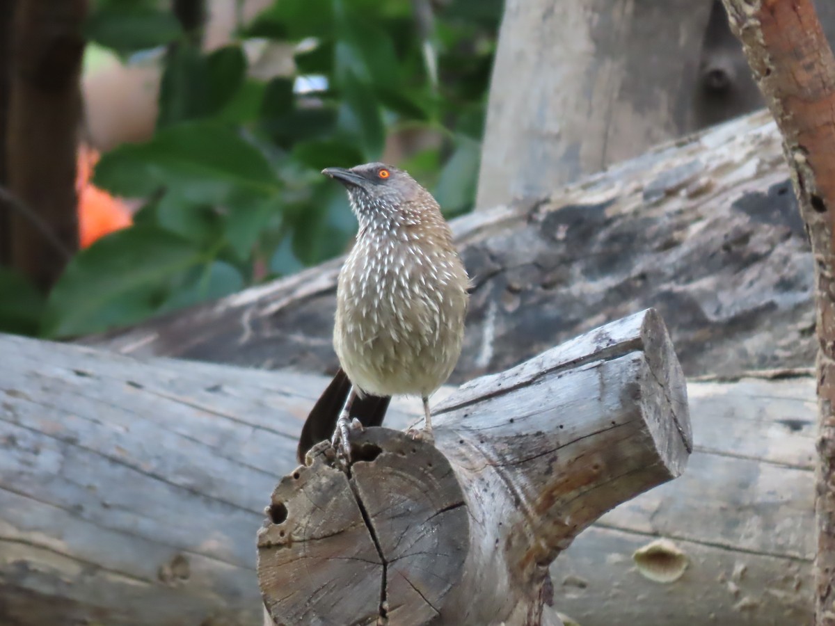 Yıldızlı Yedikardeş - ML646464822