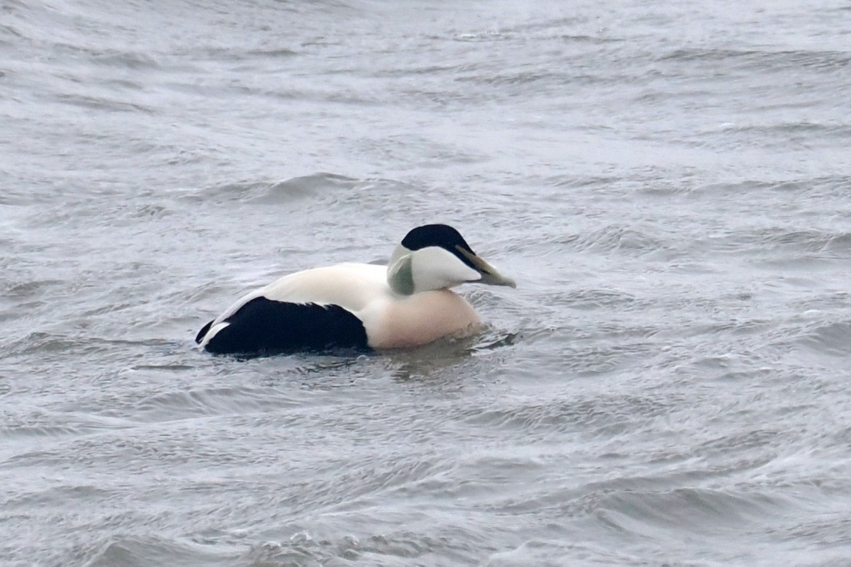 Common Eider - ML646464823