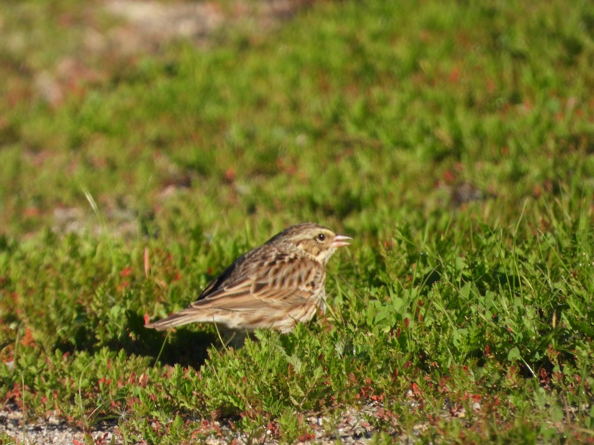 Savannah Sparrow - ML646464824