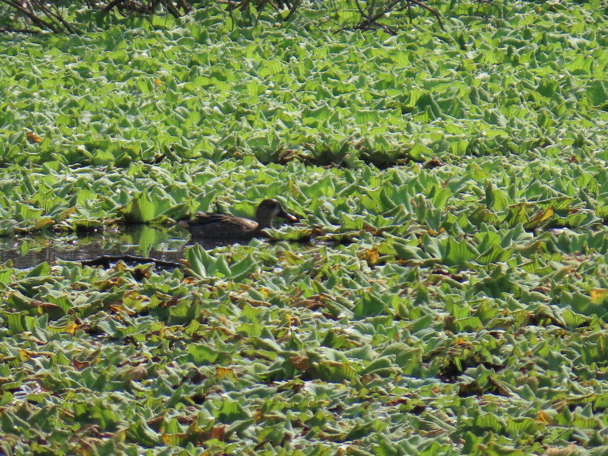 Blue-winged Teal - ML646464825