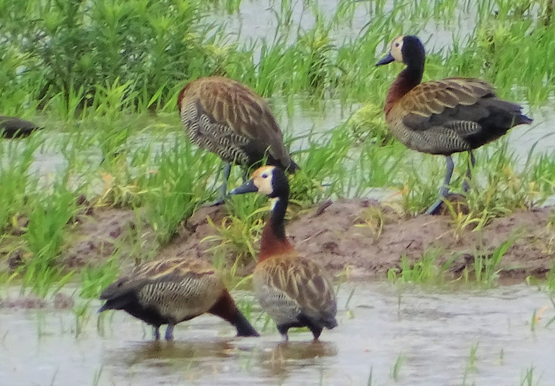 シロガオリュウキュウガモ - ML646464826