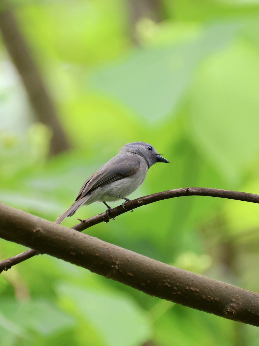 Монаршик малий - ML646464827