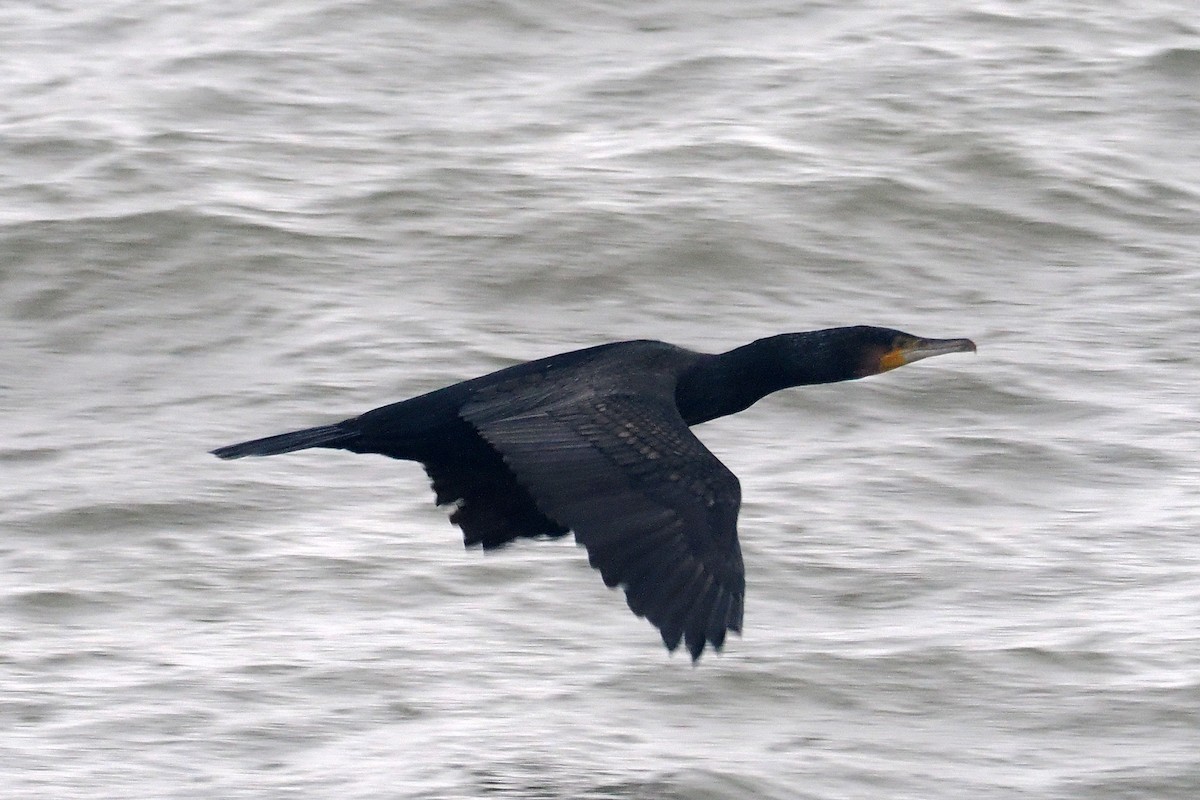 Тураг гогой - ML646464828