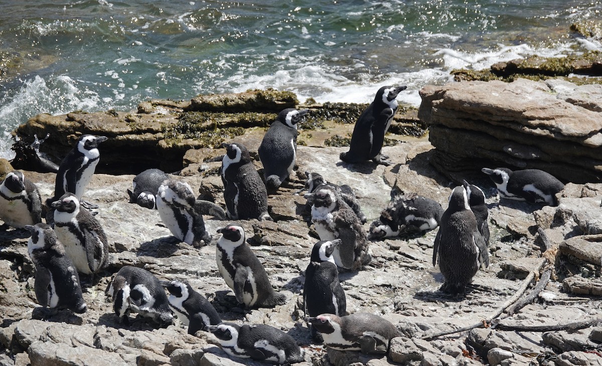 Очковый пингвин - ML646464830