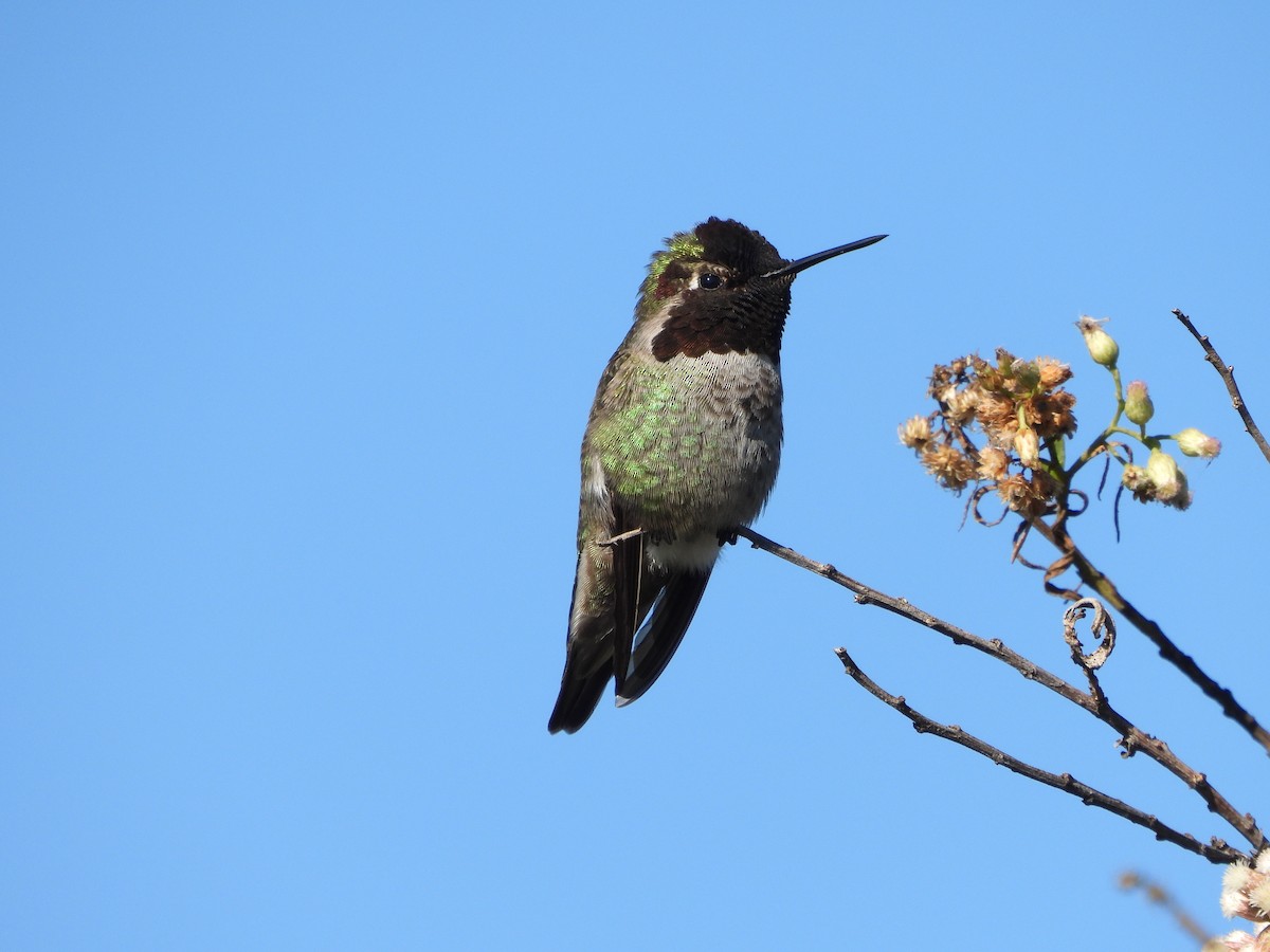 Anna's Hummingbird - ML646464831