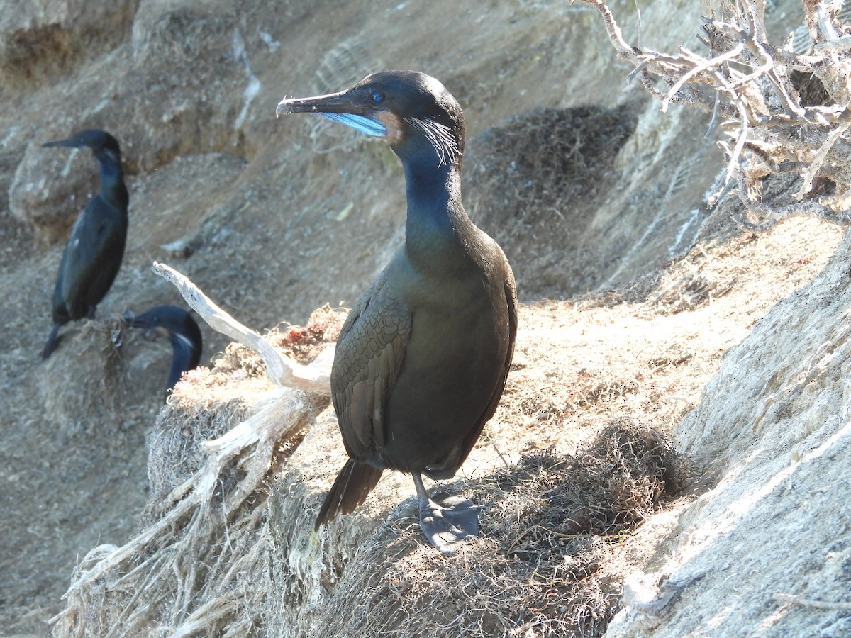 Brandt's Cormorant - ML646464832
