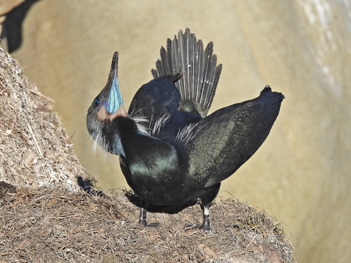 Brandt's Cormorant - ML646464833