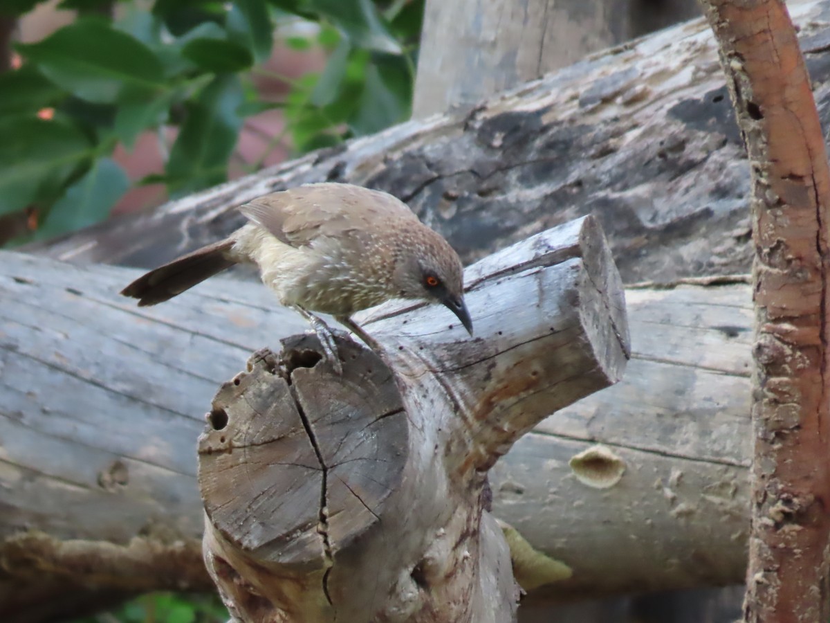 Yıldızlı Yedikardeş - ML646464834