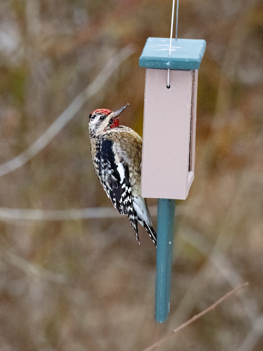 Yellow-bellied Sapsucker - ML646464835