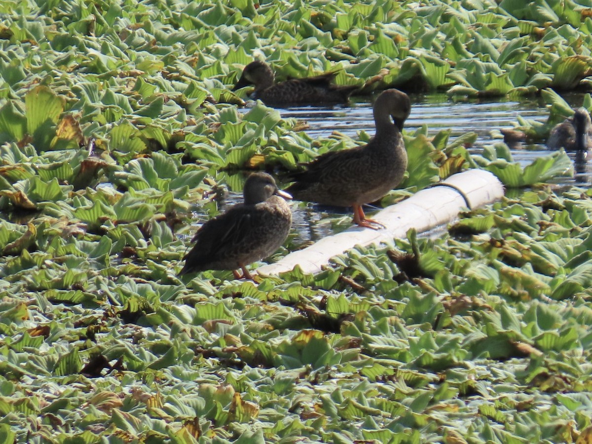 Blue-winged Teal - ML646464836