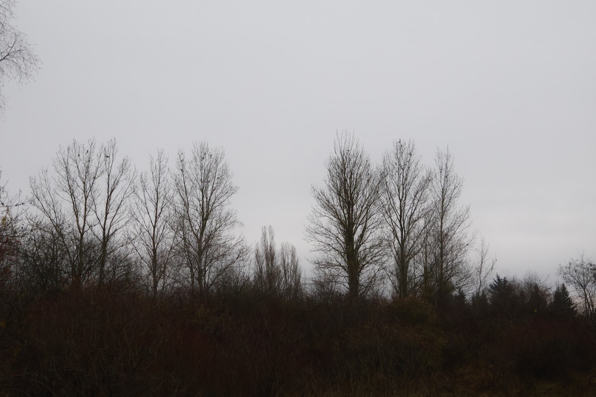 Eurasian Magpie - ML646464838