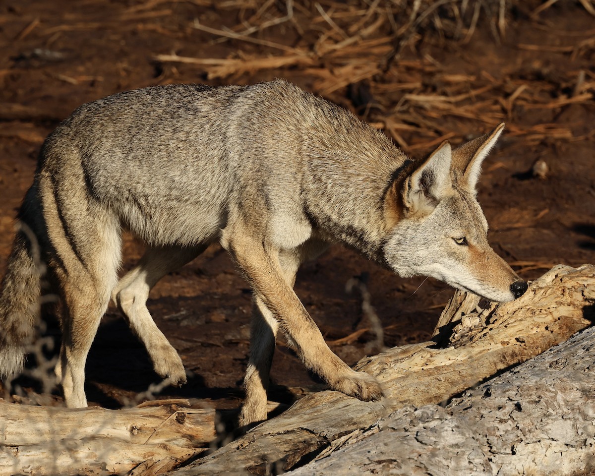 コヨーテ - ML646464840