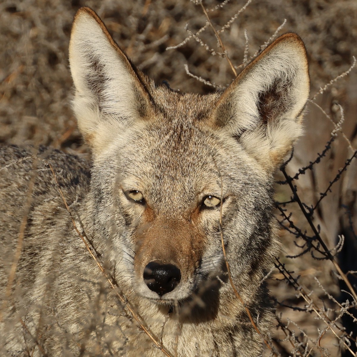 コヨーテ - ML646464841