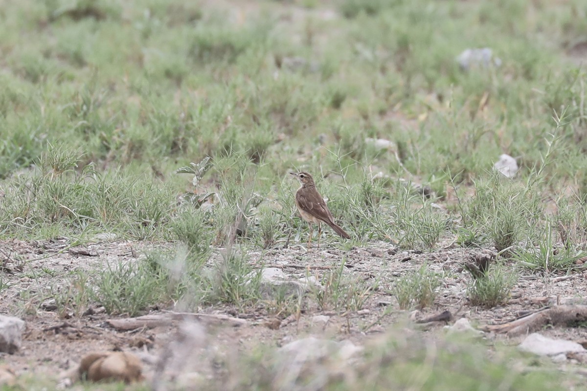 チャイロタヒバリ - ML646464843