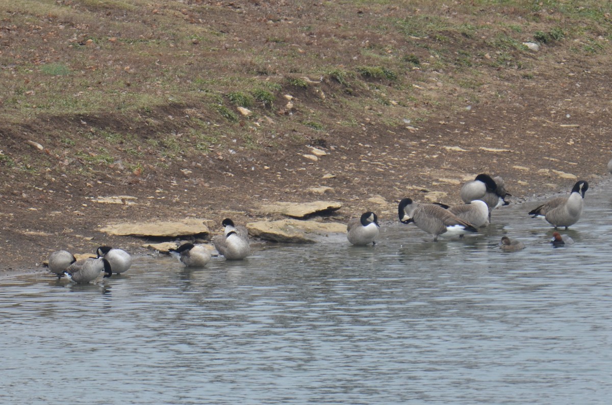 Bernache de Hutchins - ML646464844