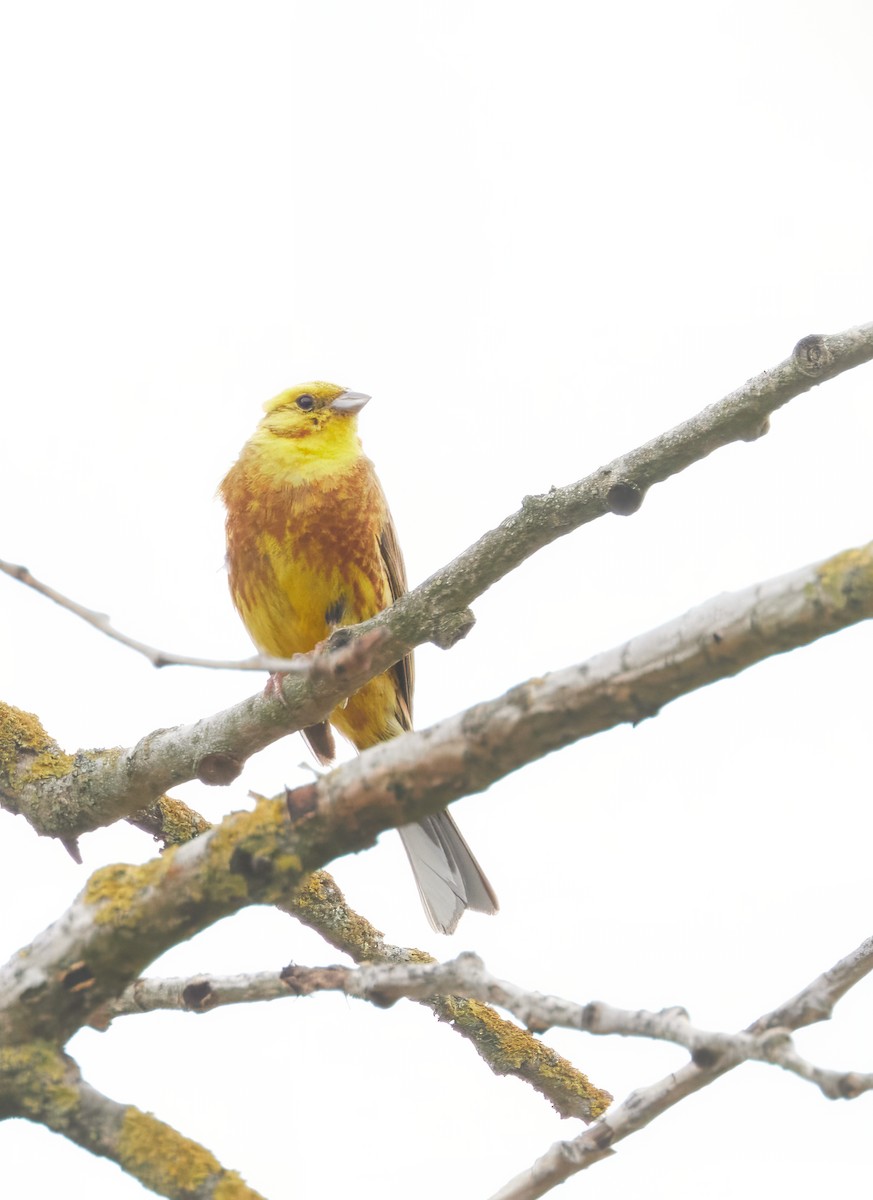 Алтан хөмрөг - ML646464845