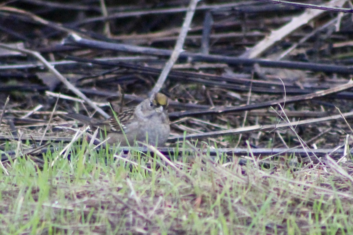 Golden-crowned Sparrow - ML646464846