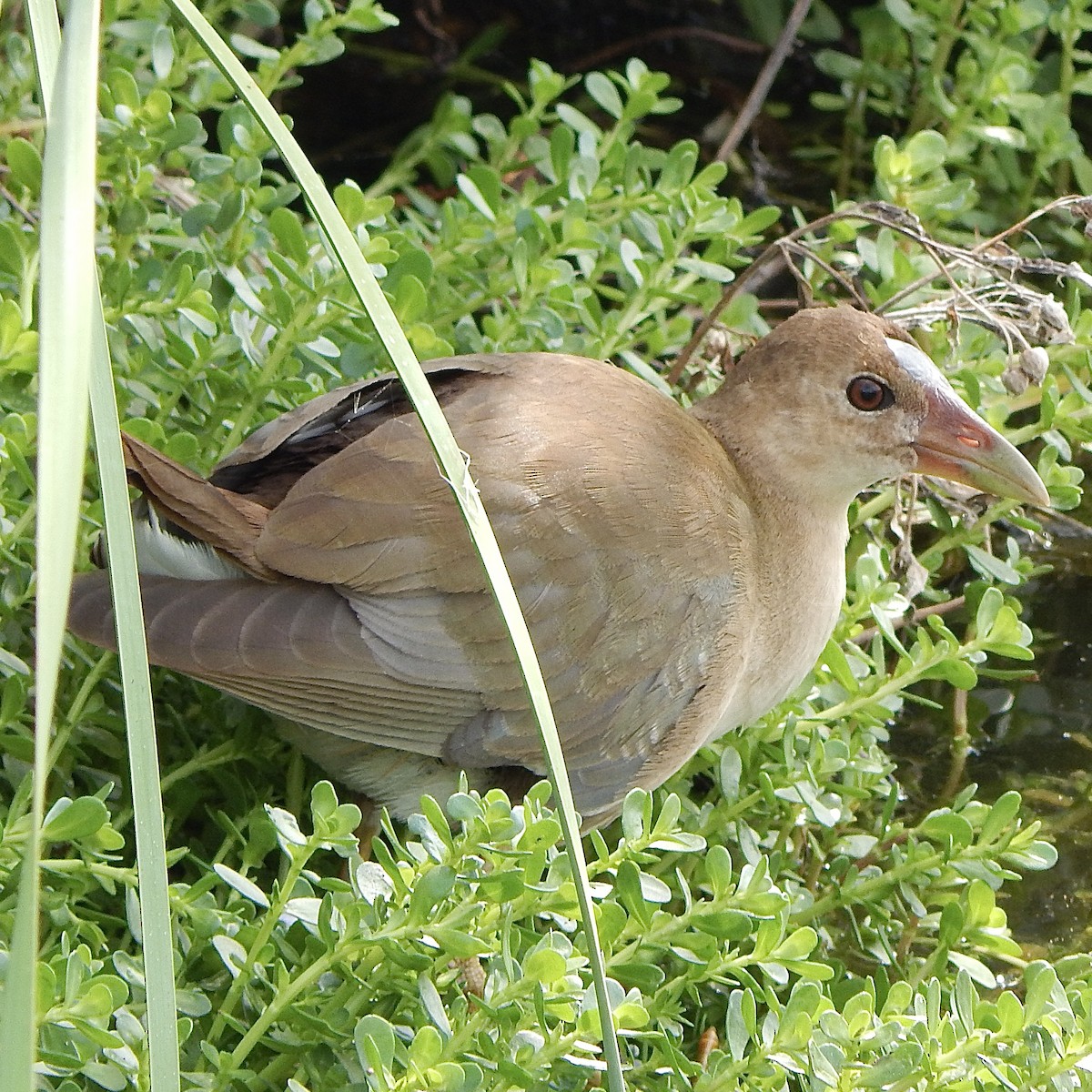 Zwergsultanshuhn - ML646464847