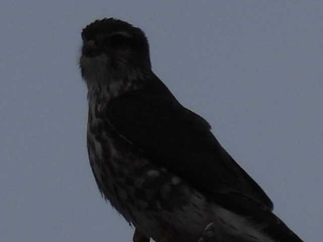 Merlin - ML646464848