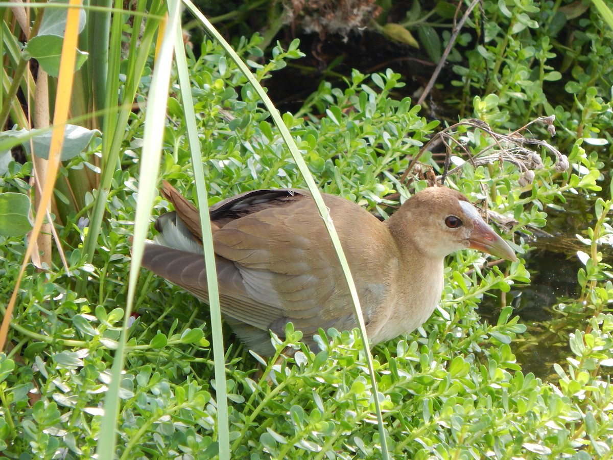 Zwergsultanshuhn - ML646464849