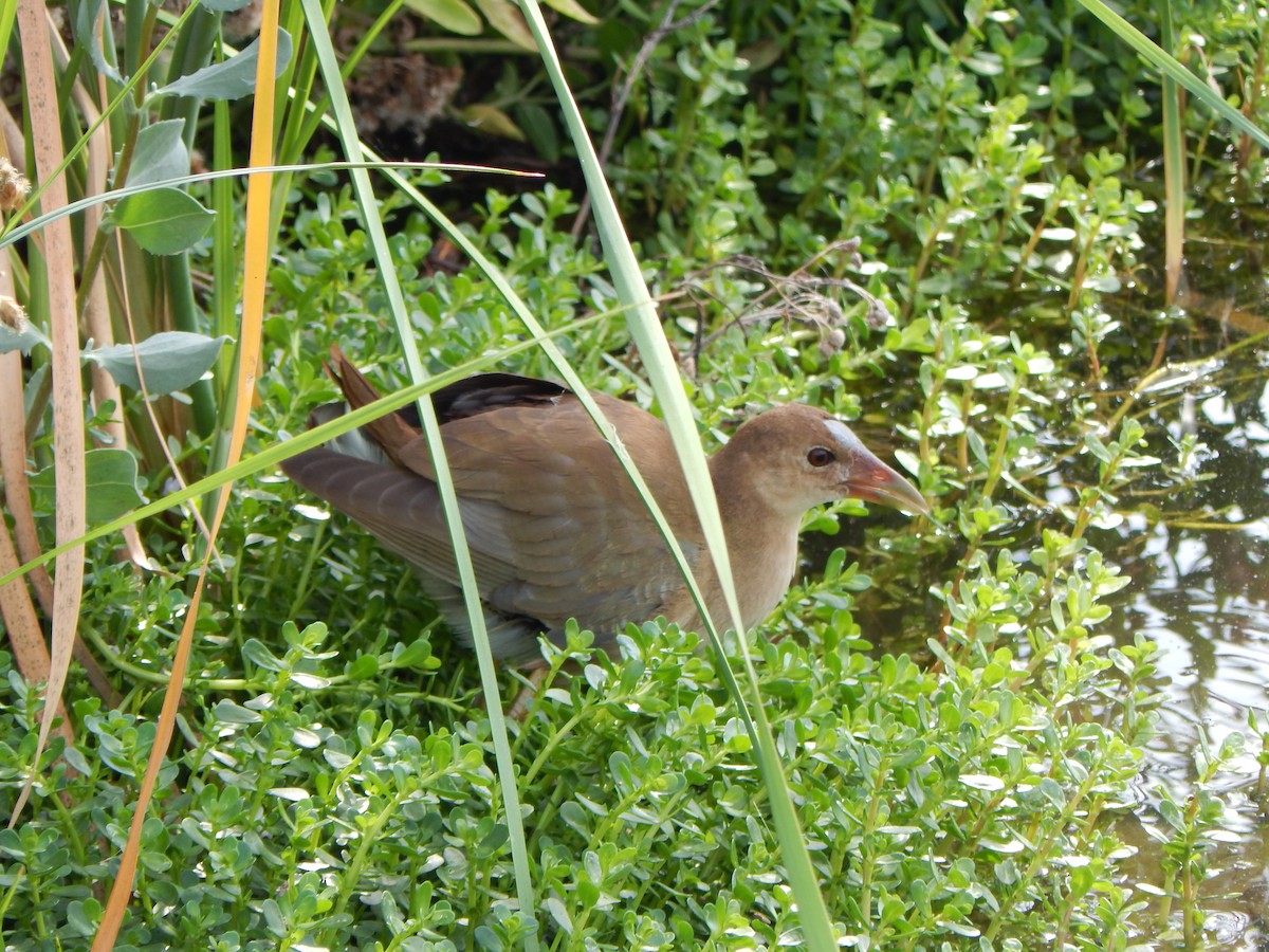 Zwergsultanshuhn - ML646464850