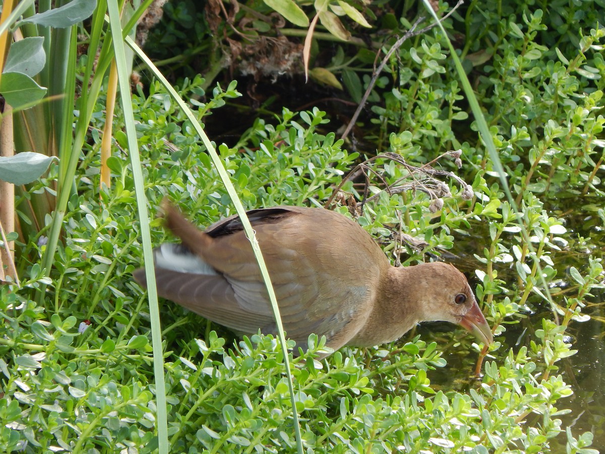 Zwergsultanshuhn - ML646464851