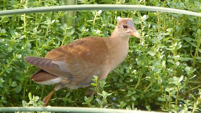 Purple Gallinule - ML646464852