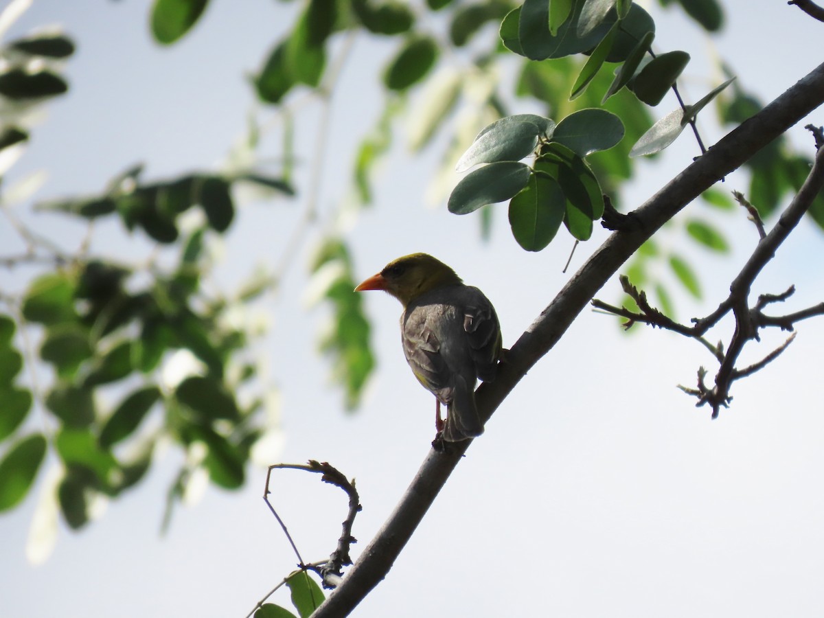 Red-headed Weaver - ML646464853