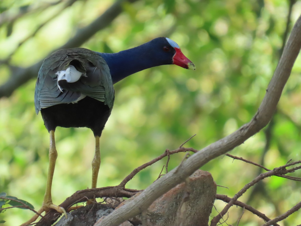 Purple Gallinule - ML646464854