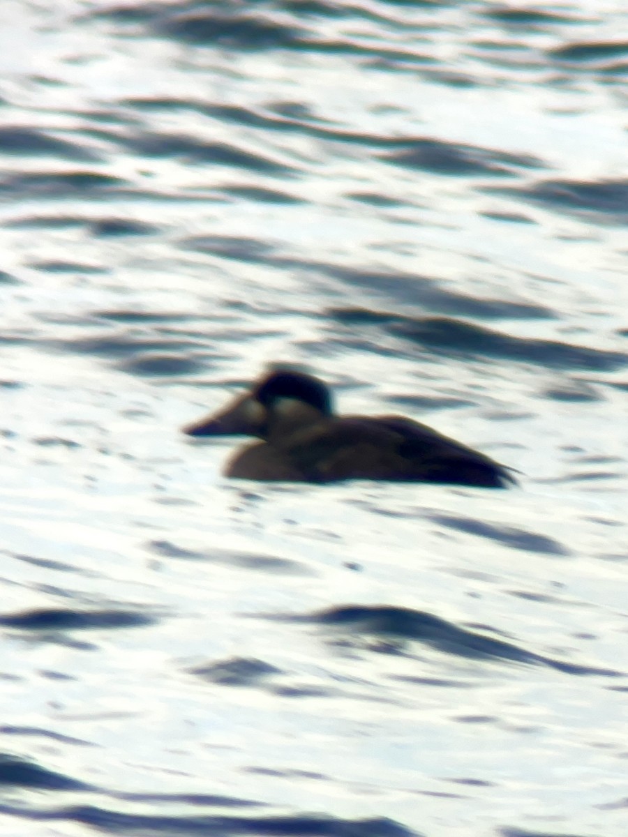 Negrón Careto - ML646464855