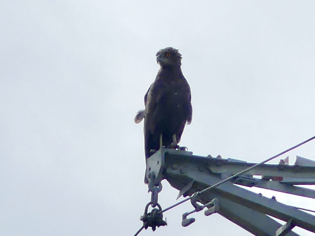 orlík hnědý - ML646464856