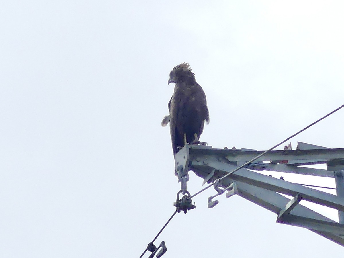 orlík hnědý - ML646464857