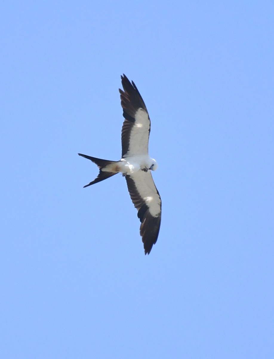 Swallow-tailed Kite - ML646464861