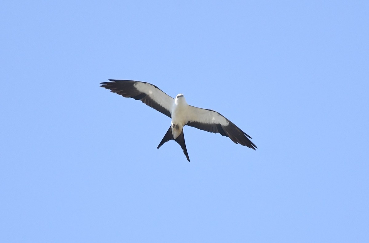 Swallow-tailed Kite - ML646464862