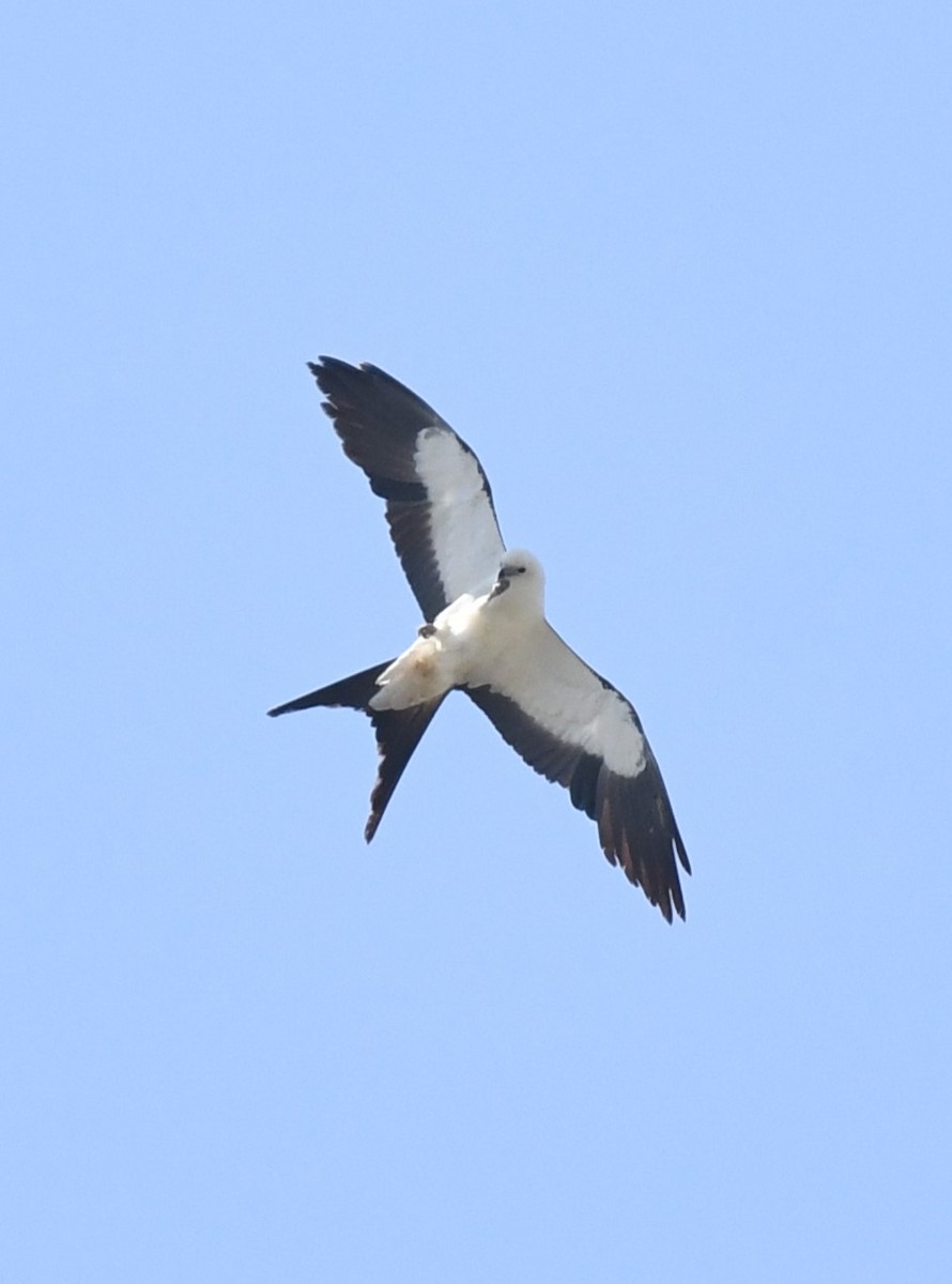 Swallow-tailed Kite - ML646464863