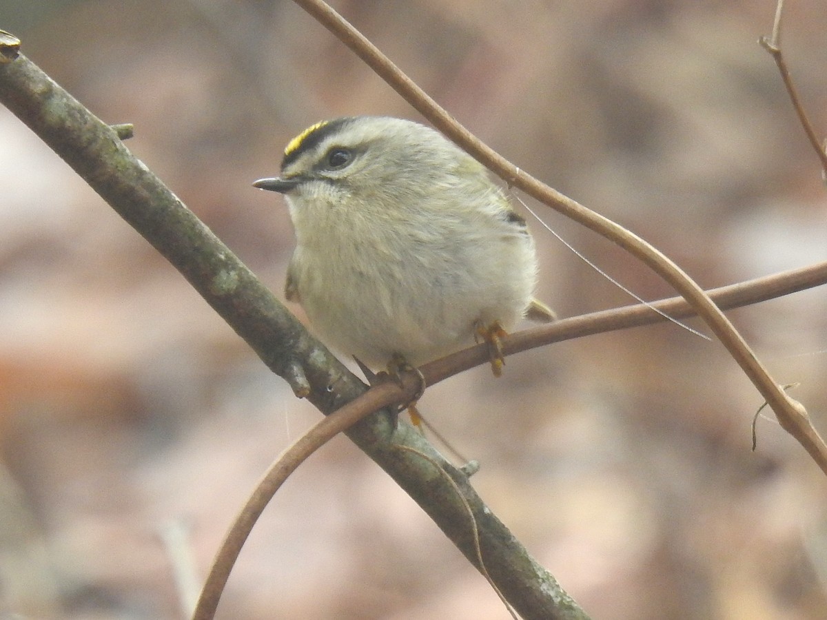 Golden-crowned Kinglet - ML646464864