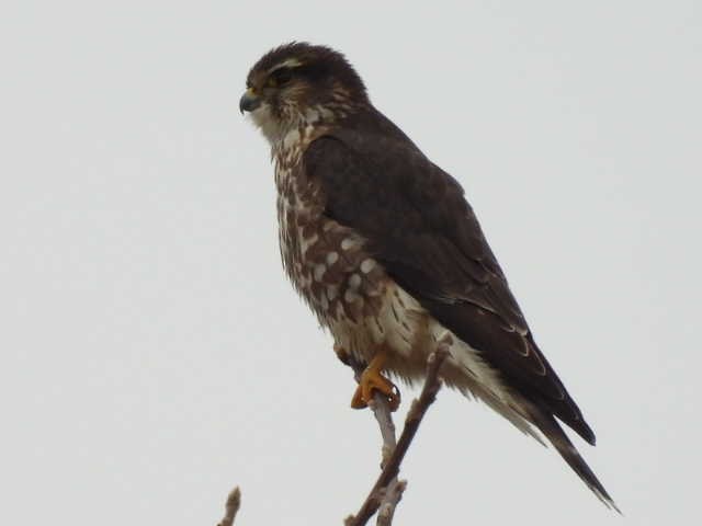 Merlin - ML646464866