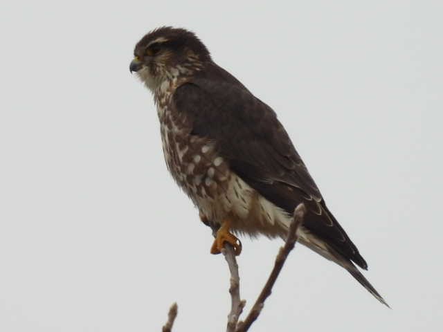 Merlin - ML646464867