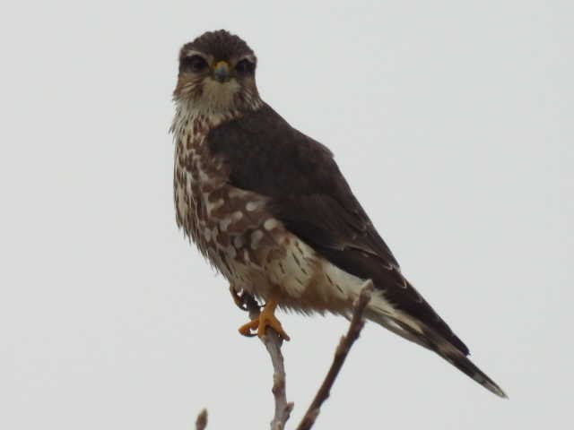 Merlin - ML646464868