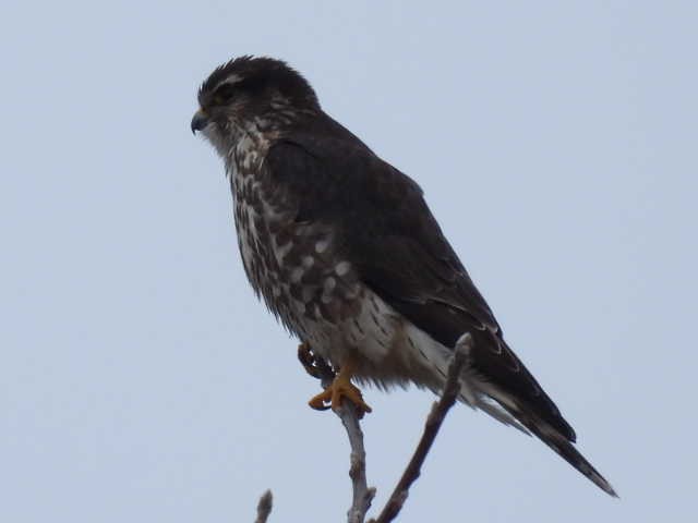 Merlin - ML646464869